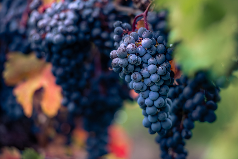 Wine grapes fields
